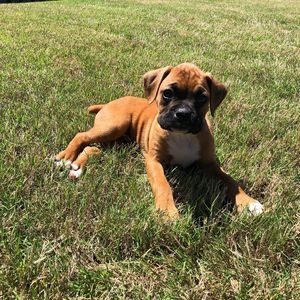 Meet your Posher, Kris